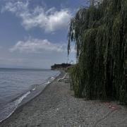 Տարոն